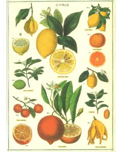 Citrus Greeting Card